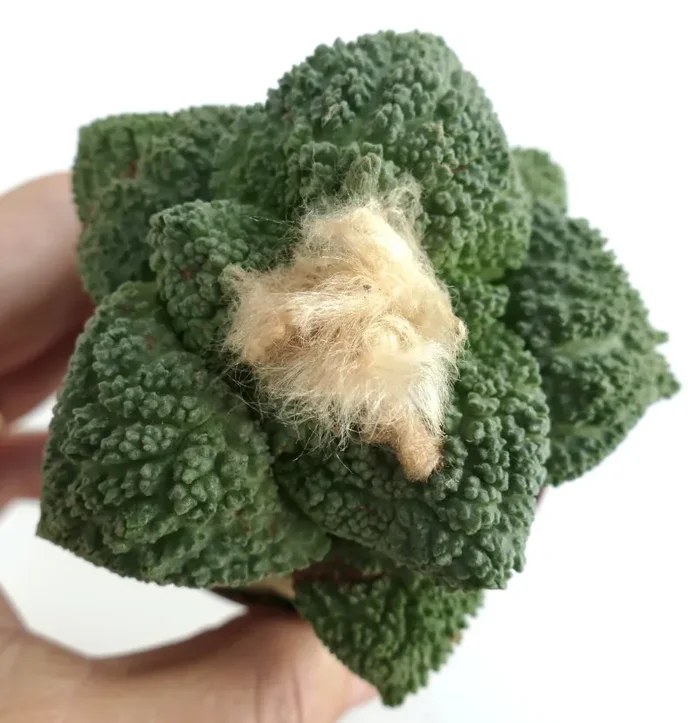 Ariocarpus fissuratus cv GODZILLA grafted 55NA - immagine 2