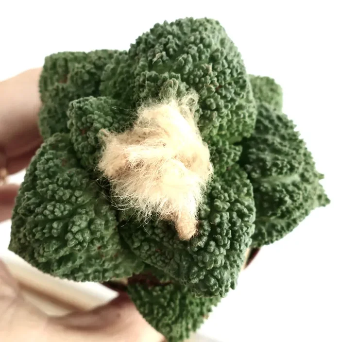 Ariocarpus fissuratus cv GODZILLA grafted 55NA - immagine 3