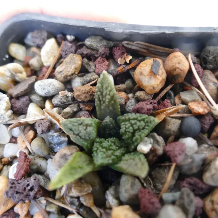 Ariocarpus fissuratus cv GODZILLA - immagine 2