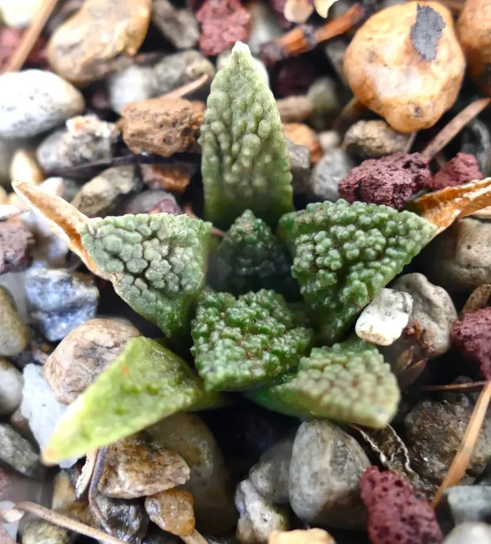 Ariocarpus fissuratus cv GODZILLA - immagine 3