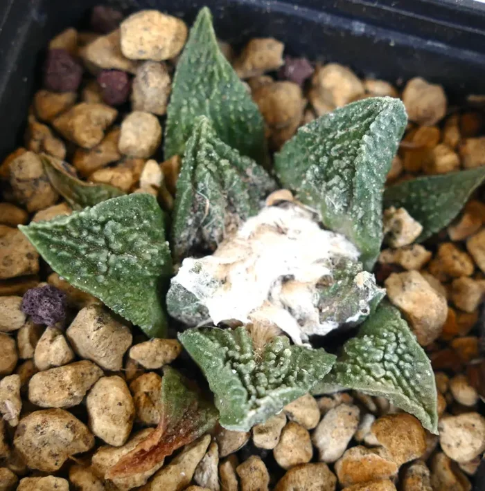 Ariocarpus fissuratus cv GODZILLA - immagine 2