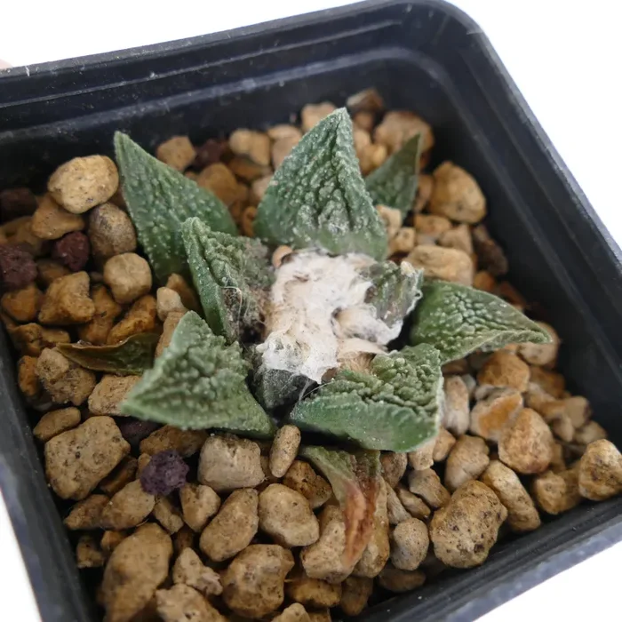 Ariocarpus fissuratus cv GODZILLA - immagine 3