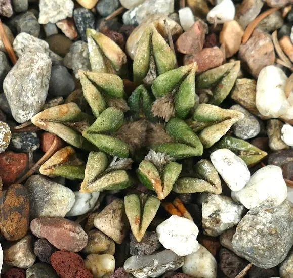 Ariocarpus kotschoubeyanus elephantidens H73 Vendita online