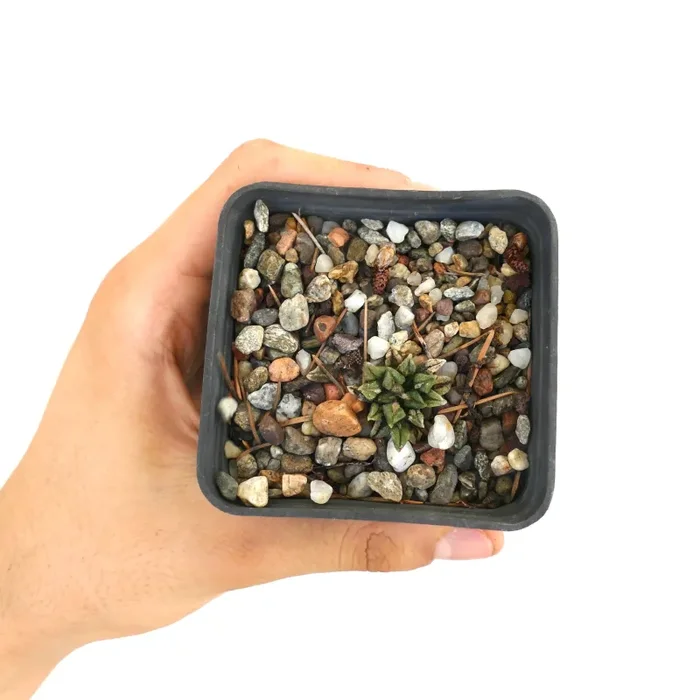 Ariocarpus kotschoubeyanus - immagine 2