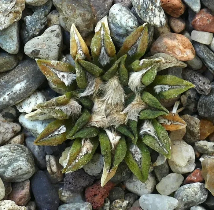 Ariocarpus kotschoubeyanus (San Francisco, San Luis Potosi MEXICO) AB2 Moda - immagine 2