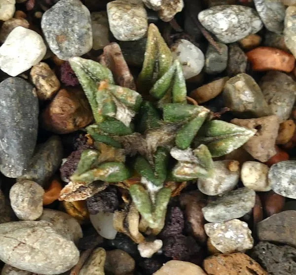 Ariocarpus kotschoubeyanus var. macdowelli P40