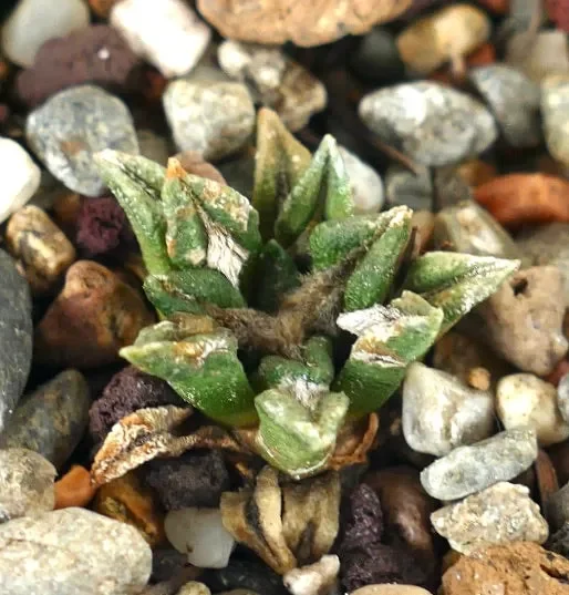 Ariocarpus kotschoubeyanus var. macdowelli P40 - immagine 2