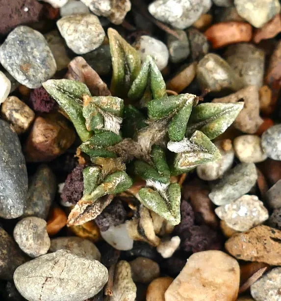 Ariocarpus kotschoubeyanus var. macdowelli P40 - immagine 3
