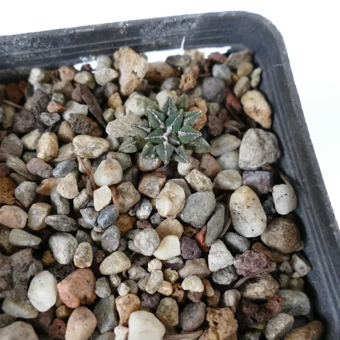 Ariocarpus kotschoubeyanus var. sladkovskyi AB6 - immagine 2