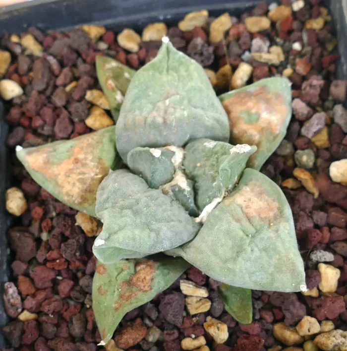 Ariocarpus retusus cv FRUMUDOSU X Ariocarpus retusus CAULIFLOWER - immagine 3