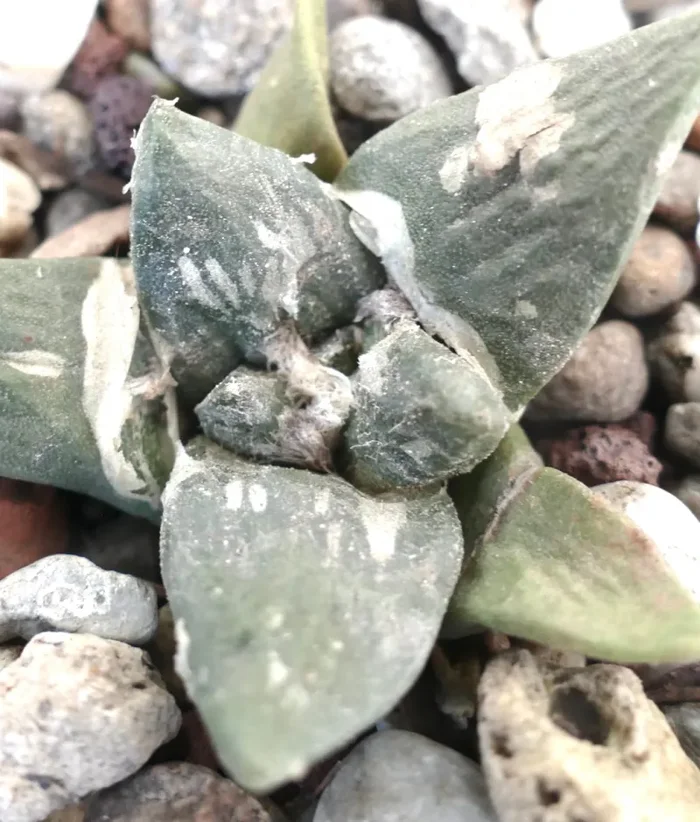 Ariocarpus retusus cv FRUMUDOSU X cv CAULIFLOWER - immagine 2