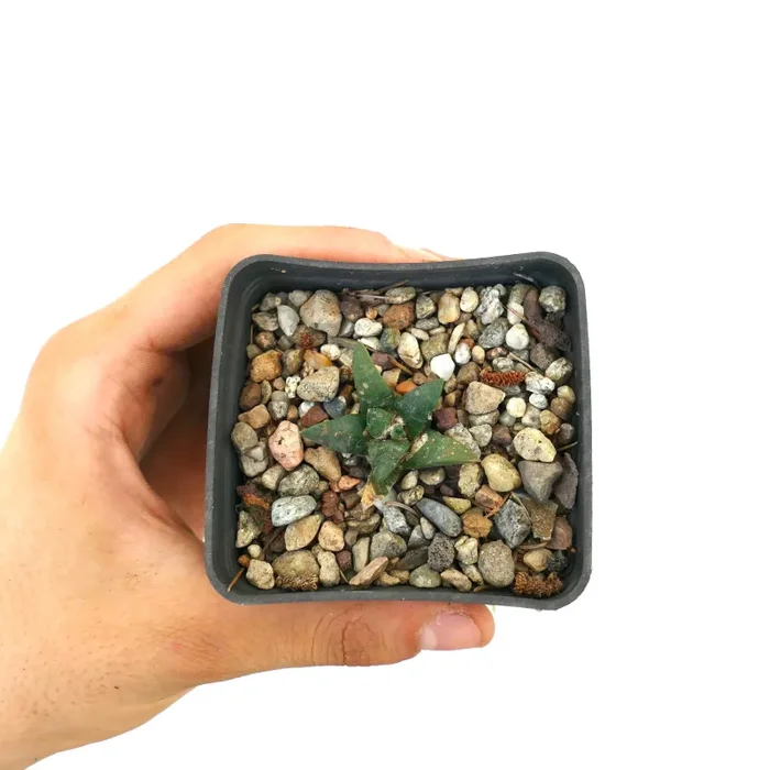 Ariocarpus retusus cv GREEN STAR x Ariocarpous retusus cv CAULIFLOWER - immagine 2