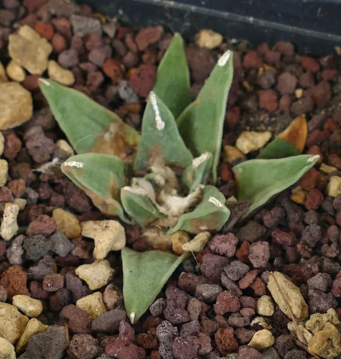 Ariocarpus retusus cv PECTINATUS x Ariocarpus retusus “LONGIFOLIUS” - immagine 2