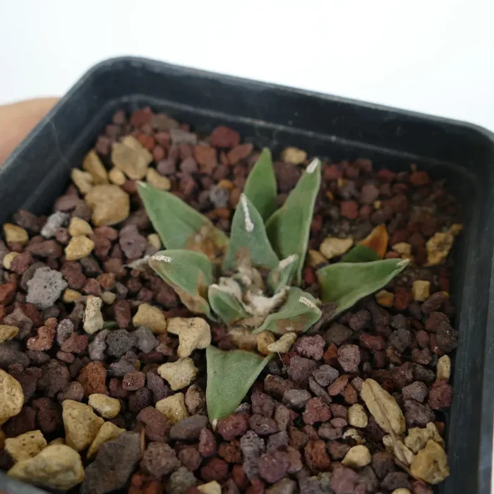 Ariocarpus retusus cv PECTINATUS x Ariocarpus retusus “LONGIFOLIUS” - immagine 3