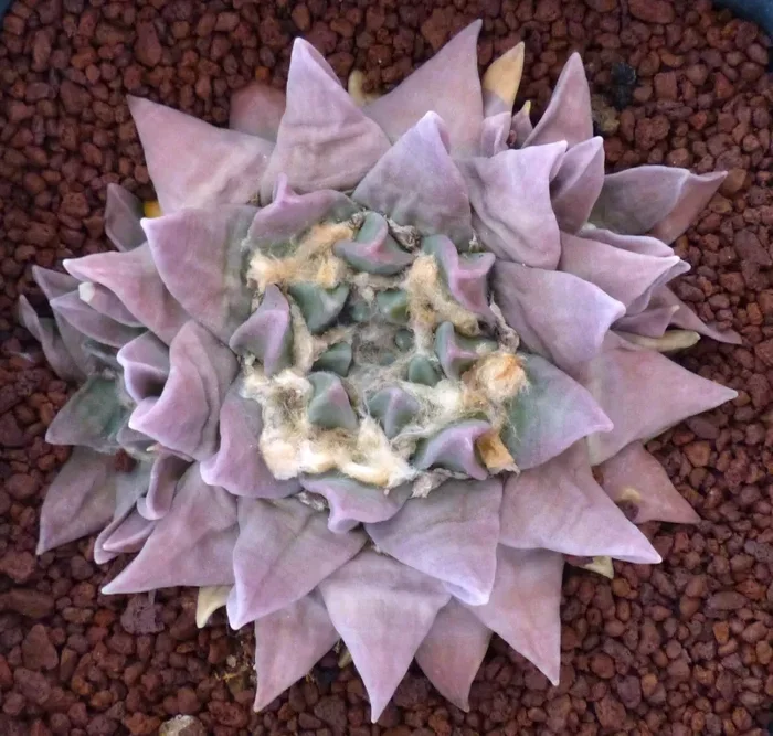 Ariocarpus retusus DIFFERENT RARE FORMS SEEDS - immagine 2