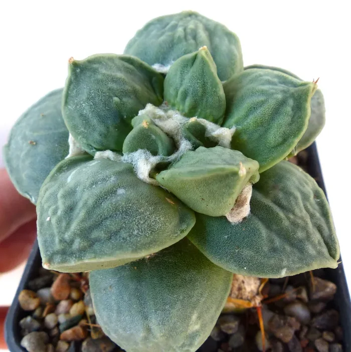 Ariocarpus retusus DIFFERENT RARE FORMS SEEDS - immagine 3