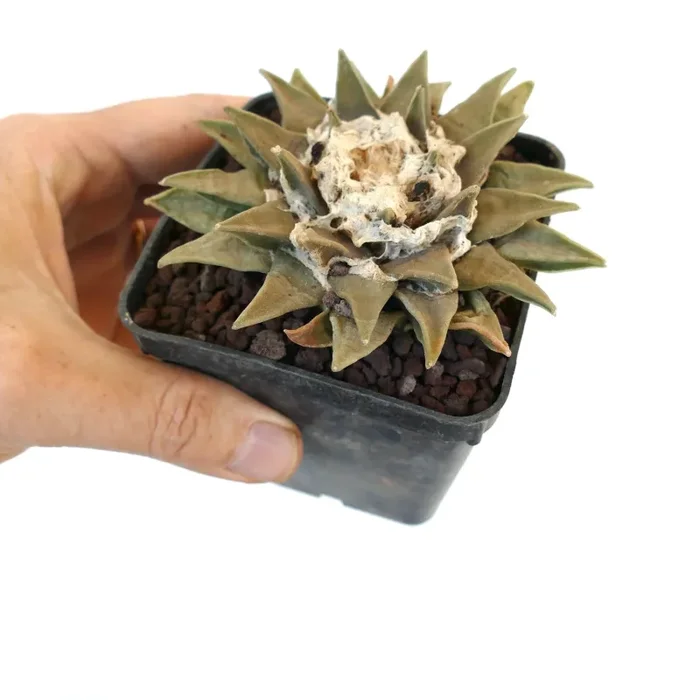 Ariocarpus retusus (East of Huizache, San Luis Potosi) ZMQ34 - immagine 3