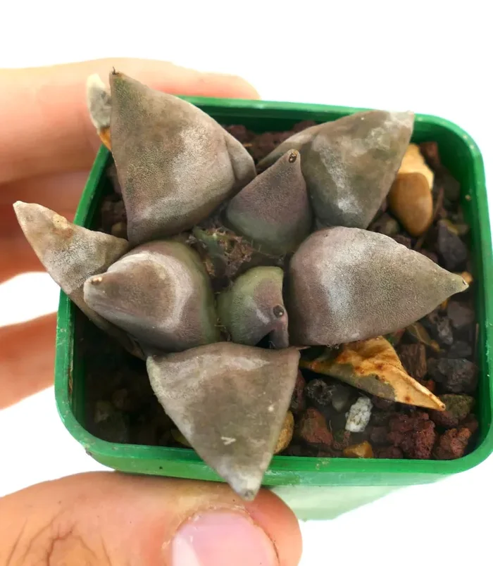 Ariocarpus retusus FAT FORM - immagine 2