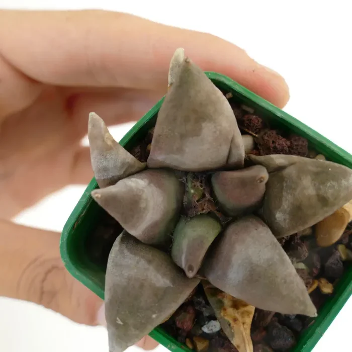 Ariocarpus retusus FAT FORM - immagine 3