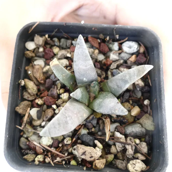 Ariocarpus retusus GRAY FORM - immagine 2