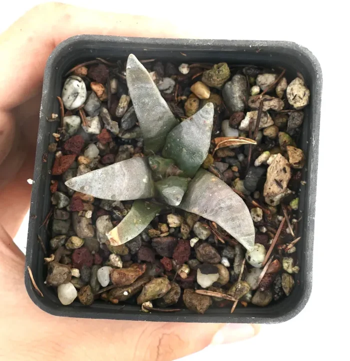 Ariocarpus retusus GRAY FORM - immagine 3