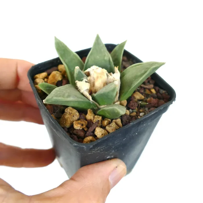 Ariocarpus retusus GREEN STAR BC4 - immagine 2