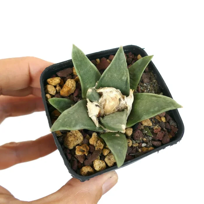 Ariocarpus retusus GREEN STAR BC4 - immagine 3