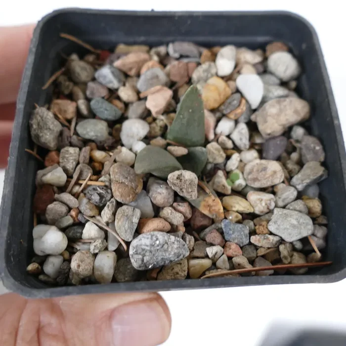 Ariocarpus retusus GREEN TUBERCULES QQ3 - immagine 2