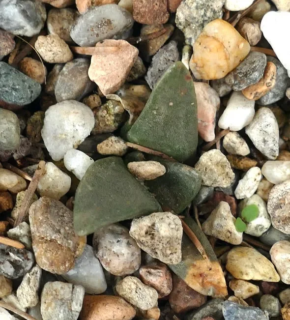 Ariocarpus retusus GREEN TUBERCULES QQ3 - immagine 3