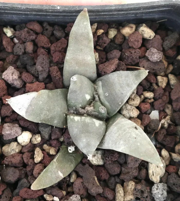 Ariocarpus retusus GREY FORM - immagine 2