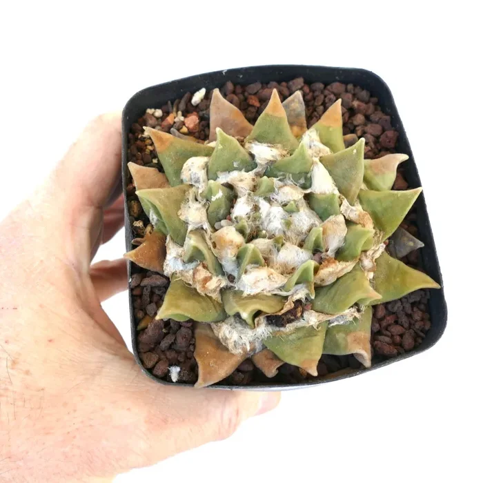 Ariocarpus retusus ssp. scapharostroides C8-LL32 Vendita calda
