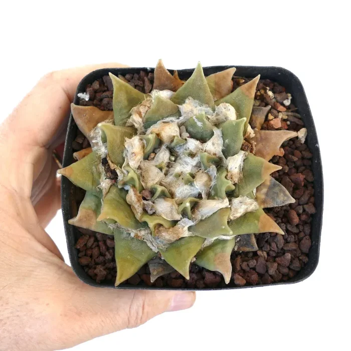 Ariocarpus retusus ssp. scapharostroides C8-LL32 Vendita calda - immagine 2
