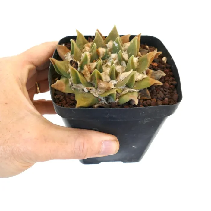 Ariocarpus retusus ssp. scapharostroides C8-LL32 Vendita calda - immagine 3