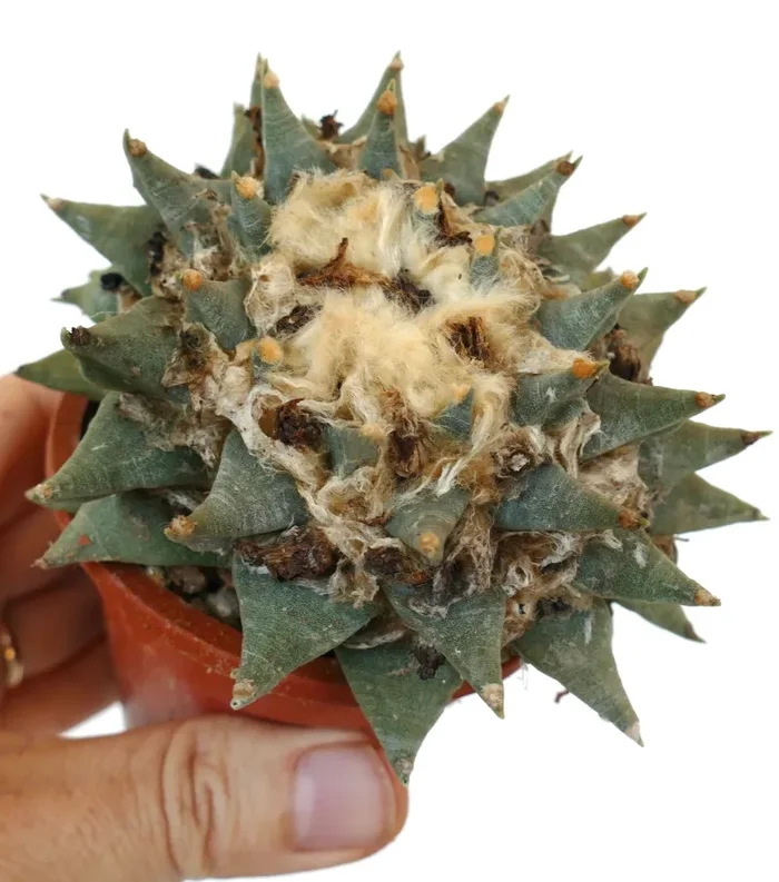 Ariocarpus retusus (wide apex that may crest) TX6 - immagine 2