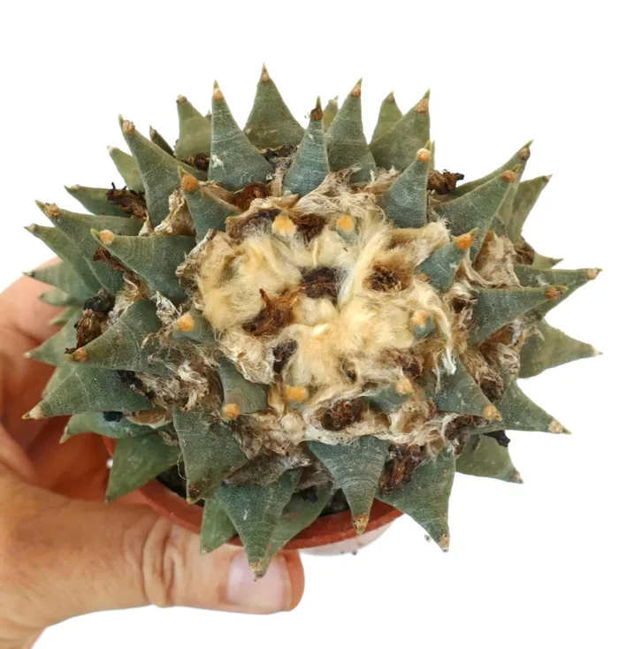 Ariocarpus retusus (wide apex that may crest) TX6 - immagine 3