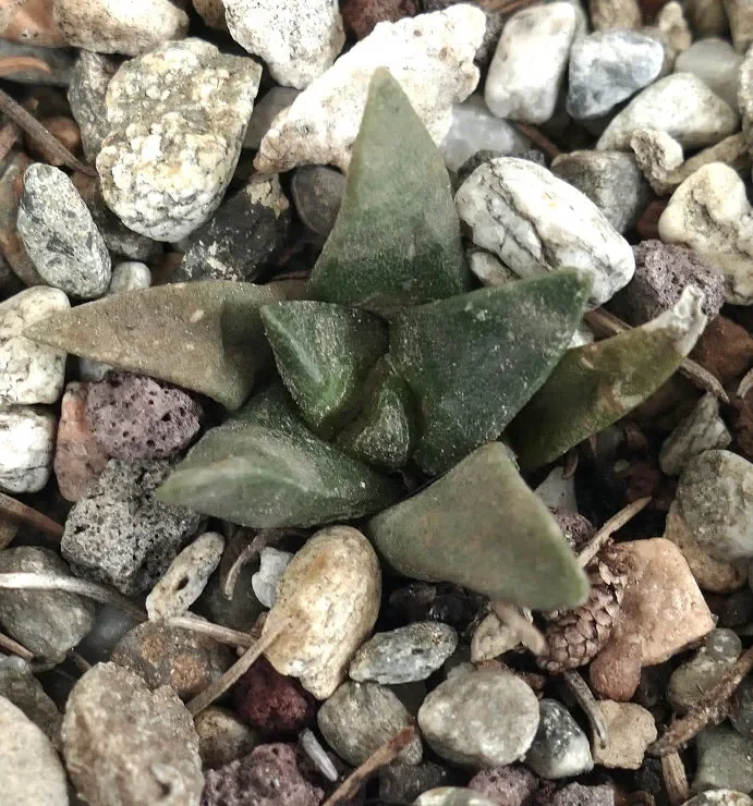 Ariocarpus retusus X trigonus HYBRID (seedling)