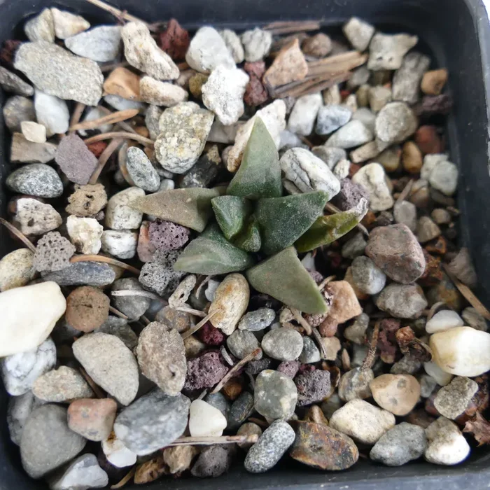 Ariocarpus retusus X trigonus HYBRID (seedling) - immagine 3