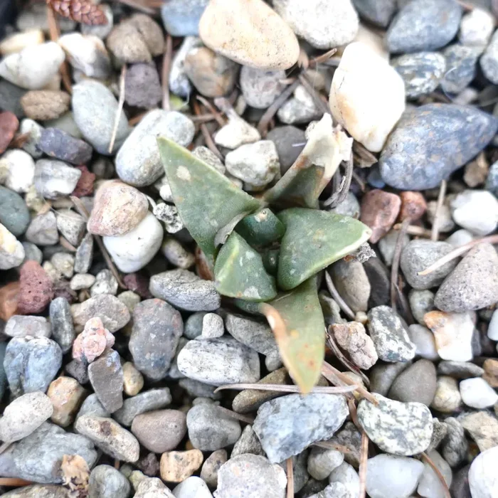 Ariocarpus retusus X trigonus Online