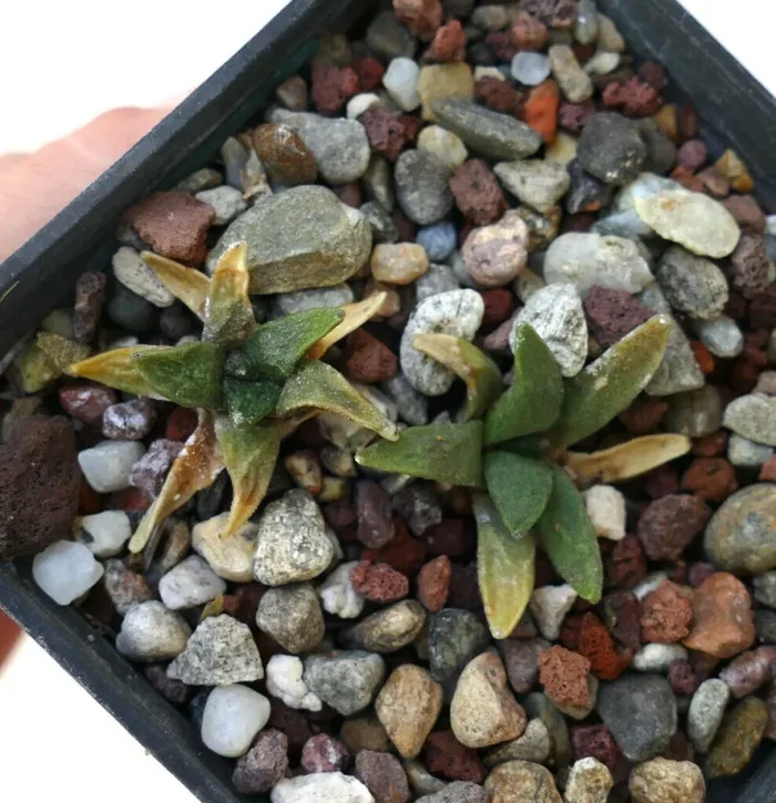 Ariocarpus scapharostrus X retusus cv CAULIFLOWER BH2 (2 plants)