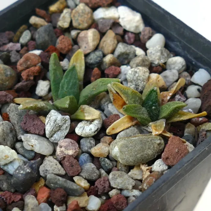 Ariocarpus scapharostrus X retusus cv CAULIFLOWER BH2 (2 plants) - immagine 2