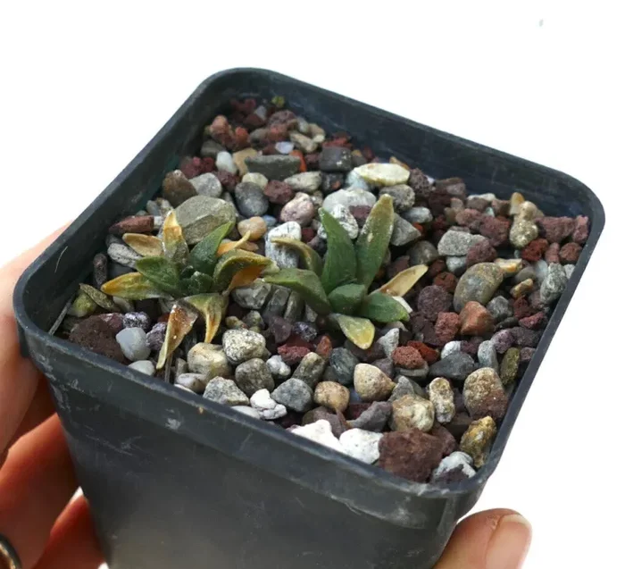 Ariocarpus scapharostrus X retusus cv CAULIFLOWER BH2 (2 plants) - immagine 3