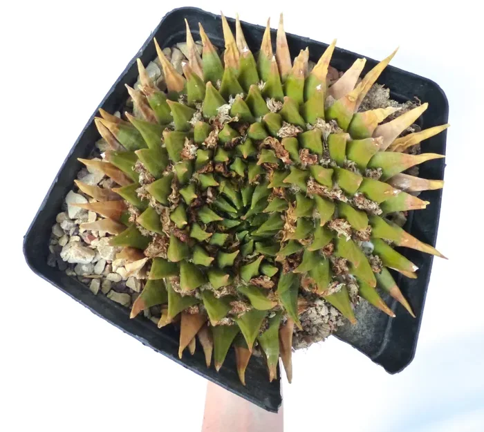 Ariocarpus trigonus CS27 “La Liberta” SEEDS