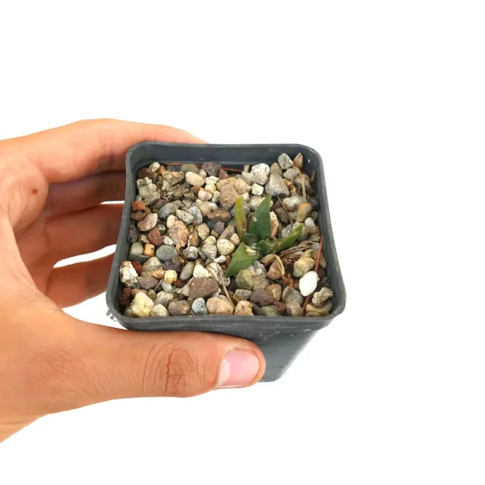 Ariocarpus trigonus - immagine 3