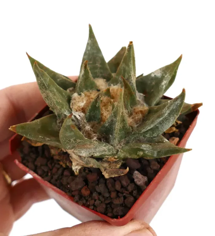 Ariocarpus trigonus var. major LM35