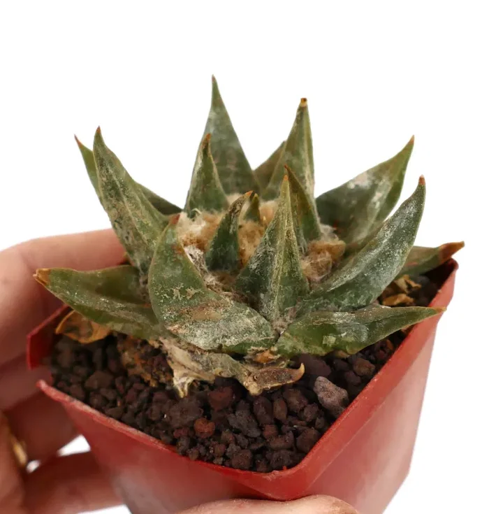 Ariocarpus trigonus var. major LM35 - immagine 2