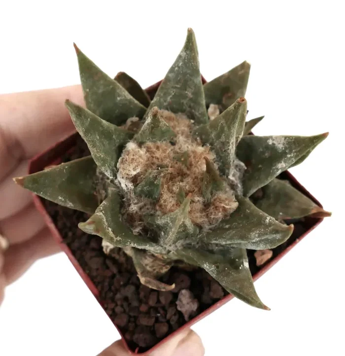 Ariocarpus trigonus var. major LM35 - immagine 3