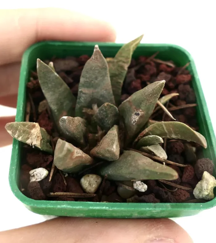 Ariocarpus trigonus X scapharostroides Sconti