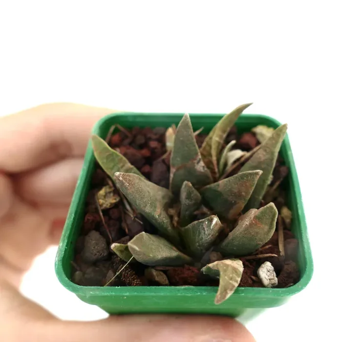 Ariocarpus trigonus X scapharostroides Sconti - immagine 2