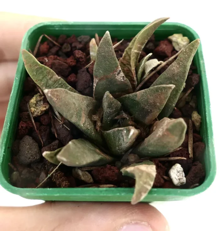 Ariocarpus trigonus X scapharostroides Sconti - immagine 3