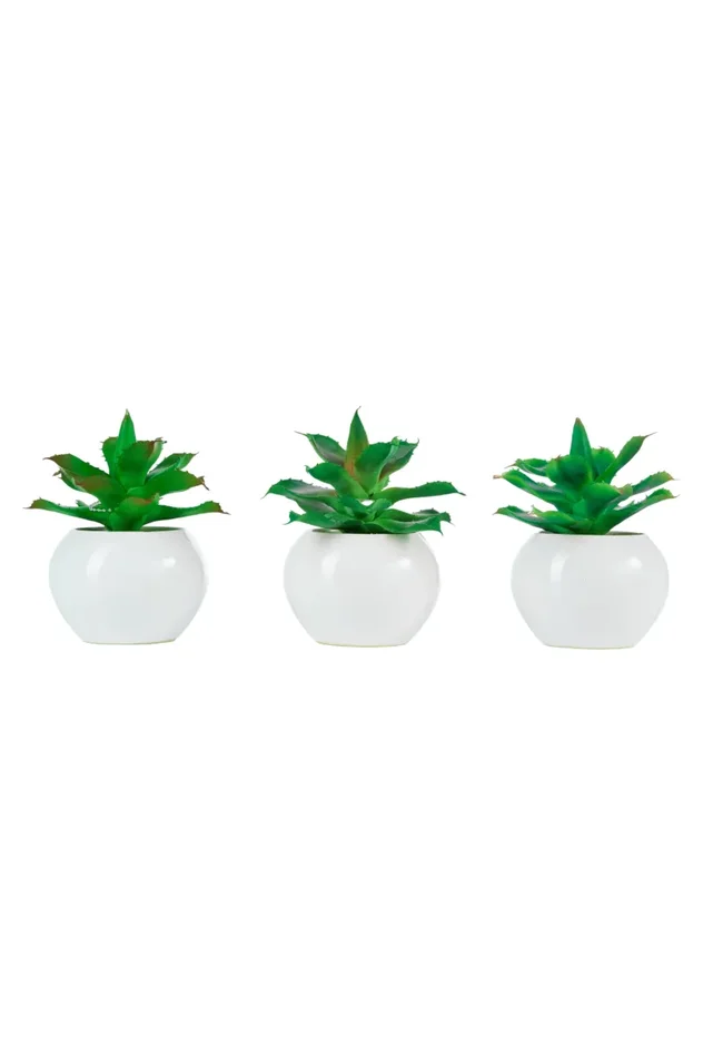 ARPIMEX Agave in Vaso di Ceramica D 14 Cm 1 Pz Online